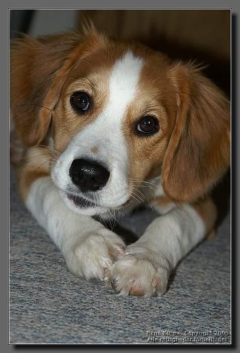 Blanding af racer Mark - Mark - 5 mdr billede 1