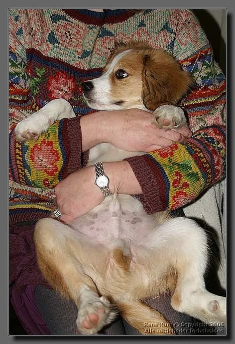 Blanding af racer Mark - Mark 14 uger billede 2