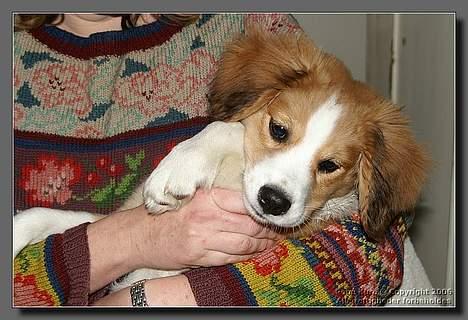 Blanding af racer Mark - Mark 14 uger billede 3