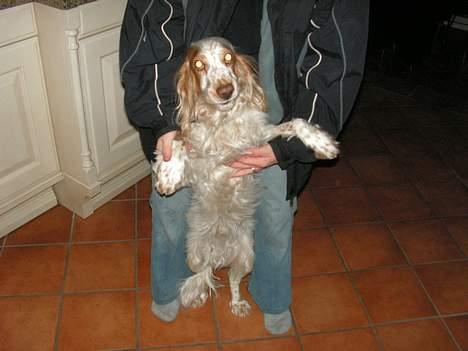 Cocker spaniel Sep - Her klør Carsten ham på maven og han elsker det.... :) billede 8