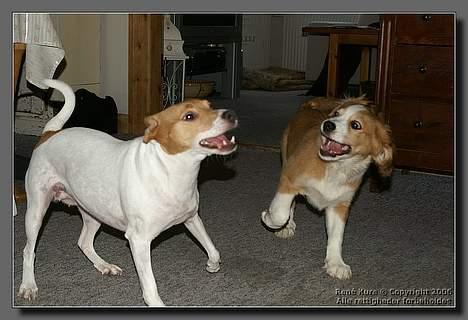 Blanding af racer Mark - Mark 14 uger leger med Futte billede 4