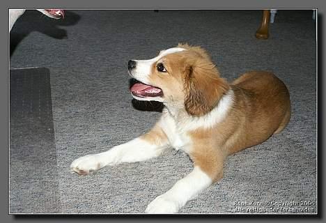 Blanding af racer Mark - Mark 14 uger billede 5