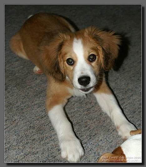 Blanding af racer Mark - Mark 14 uger billede 6