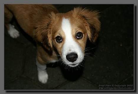 Blanding af racer Mark - Mark 14 uger billede 7