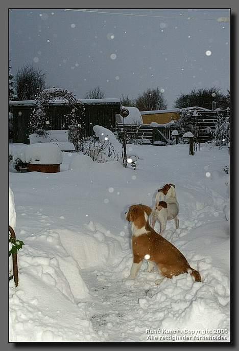Blanding af racer Mark - Mark 17uger og vild med sne billede 9