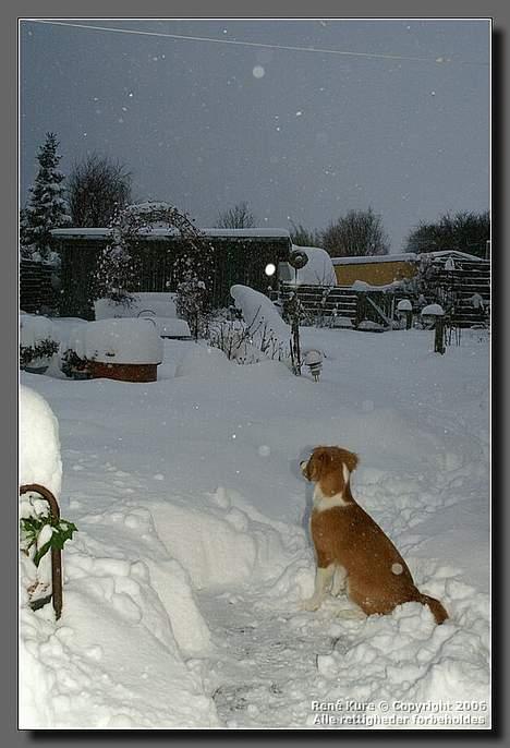 Blanding af racer Mark - Mark 17uger og vild med sne billede 10