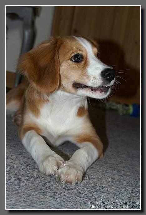 Blanding af racer Mark - Mark 5 mdr billede 11