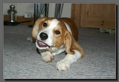 Blanding af racer Mark - Mark 5 mdr billede 12