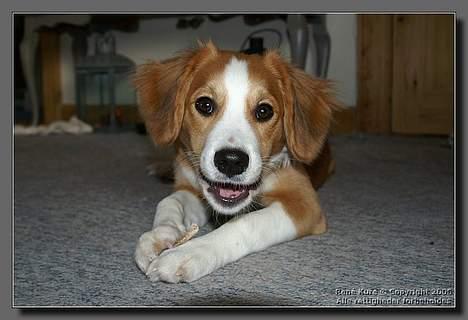 Blanding af racer Mark - Mark 5 mdr billede 13