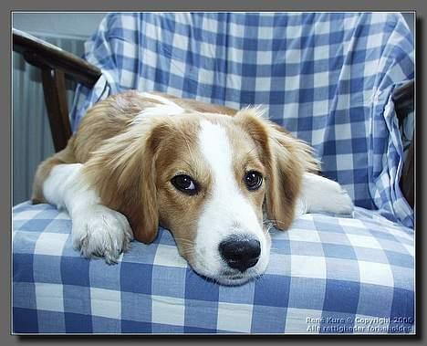 Blanding af racer Mark - Mark 6 mdr billede 14