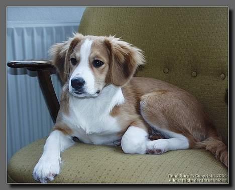 Blanding af racer Mark - Mark 6 mdr billede 15