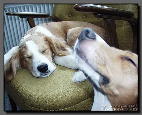 Blanding af racer Mark - Mark 6 mdr billede 16