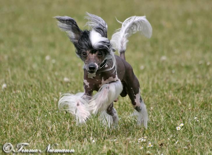 Chinese crested hårløs Caprioso Ram-Ses-Mi - Her kommer jeg...   (Maj 08) billede 7