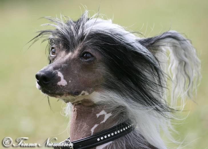 Chinese crested hårløs Caprioso Ram-Ses-Mi - Nærbillede billede 8