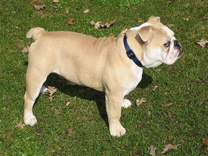 Engelsk bulldog master billede 1