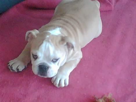 Engelsk bulldog master - Nårh putte-hund, elsker sengen billede 2