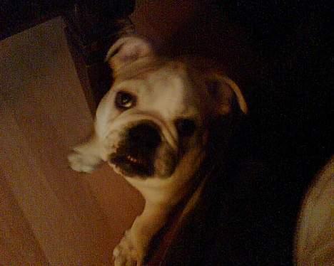 Engelsk bulldog master - Nysgerrig ! billede 3