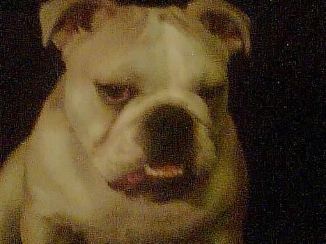 Engelsk bulldog master - Im so Sexy billede 4