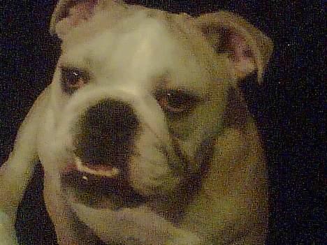 Engelsk bulldog master - Smiler sødt.. :) billede 5