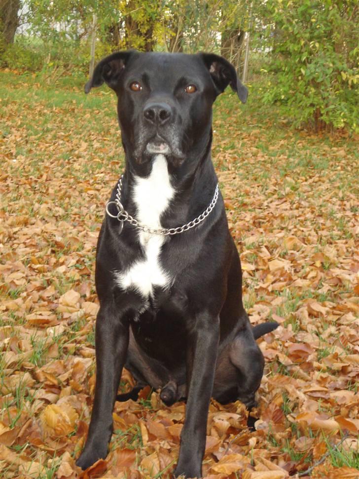 Blanding af racer Tjalfe billede 6