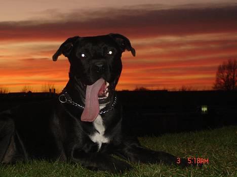 Blanding af racer Tjalfe billede 7