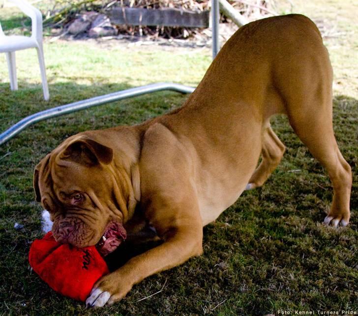 Dogue de bordeaux Cleo 2005-2011 RIP billede 8