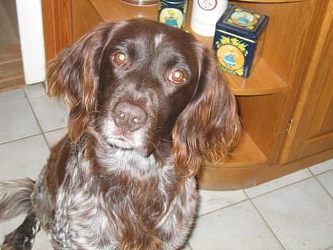 Kleiner münsterländer sako * død * billede 4