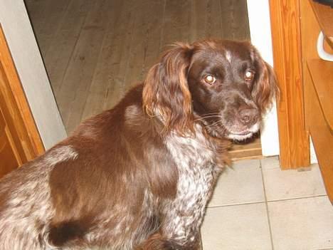 Kleiner münsterländer sako * død * billede 5