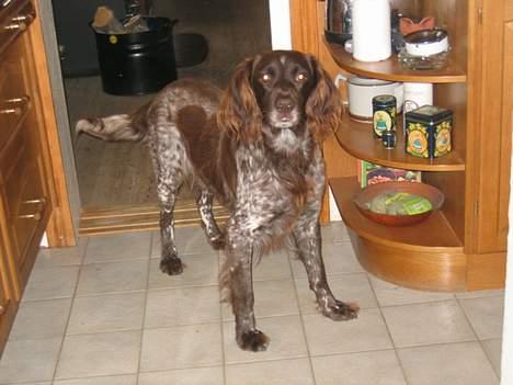 Kleiner münsterländer sako * død * billede 6