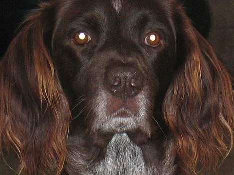 Kleiner münsterländer sako * død * - "hej med dig" billede 7