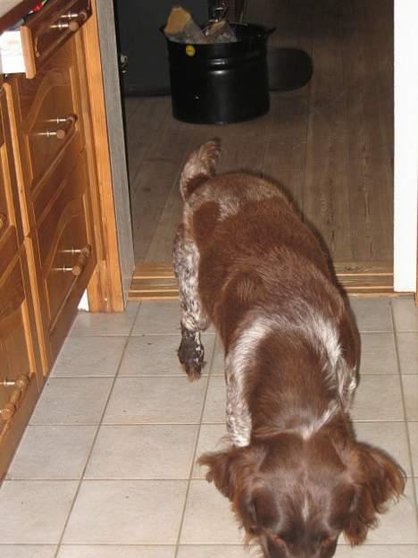 Kleiner münsterländer sako * død * - "kom herb sako" billede 8