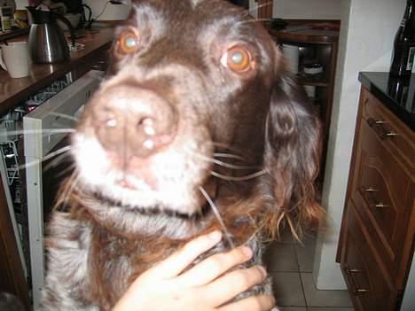 Kleiner münsterländer sako * død * - sakos snude..hehe billede 9