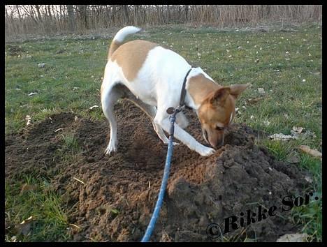 Dansk svensk gaardhund Mille 14./12. - Mille graver i pausen til agilitytræning, så snart hun kan se sit snit til det ;o)  billede 17