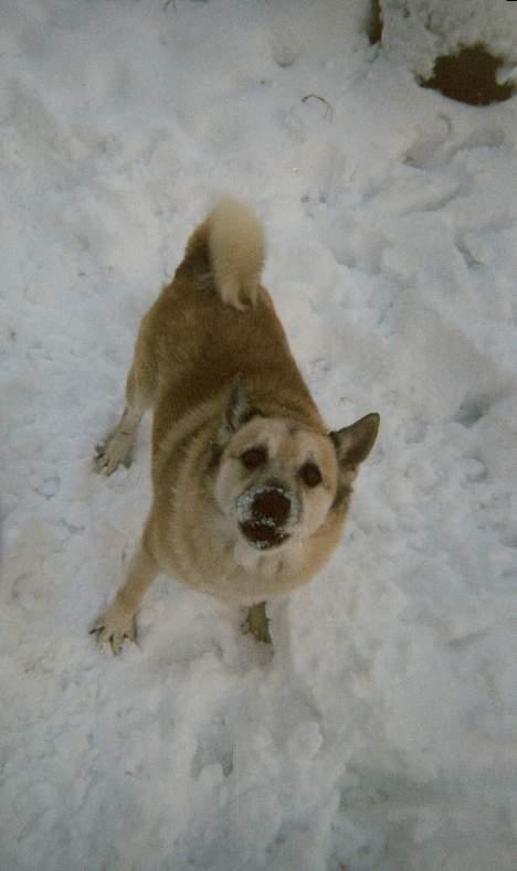 Norsk buhund Frej - Kom og leg med mig ! billede 2