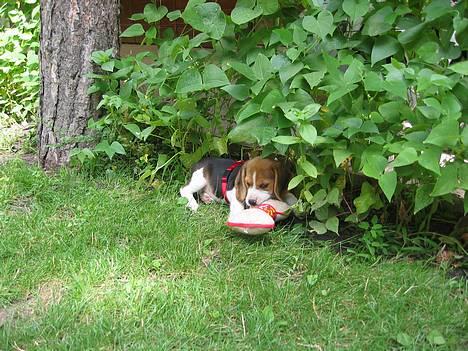 Beagle Nala - Nala leger i haven med Tillas "kødben" billede 8