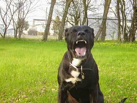 Blanding af racer Tjalfe billede 19