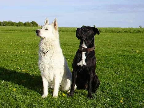 Blanding af racer Tjalfe - Schiva & Tjalfe billede 4