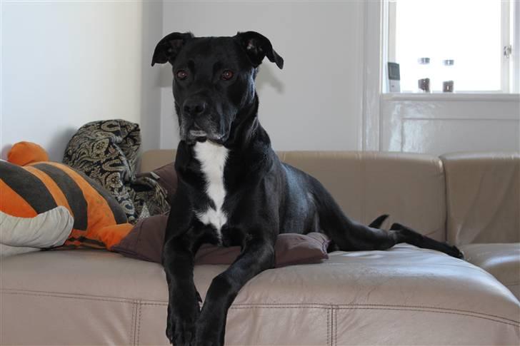 Blanding af racer Tjalfe - Januar 2011 billede 5