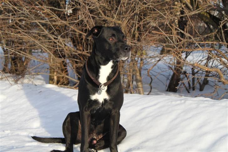 Blanding af racer Tjalfe - Januar 2011 billede 3