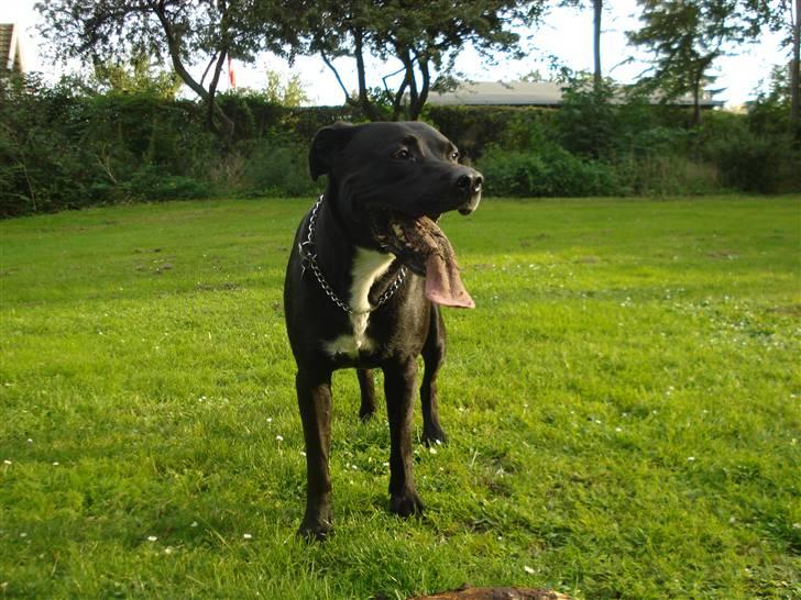 Blanding af racer Tjalfe - September 2008 billede 11