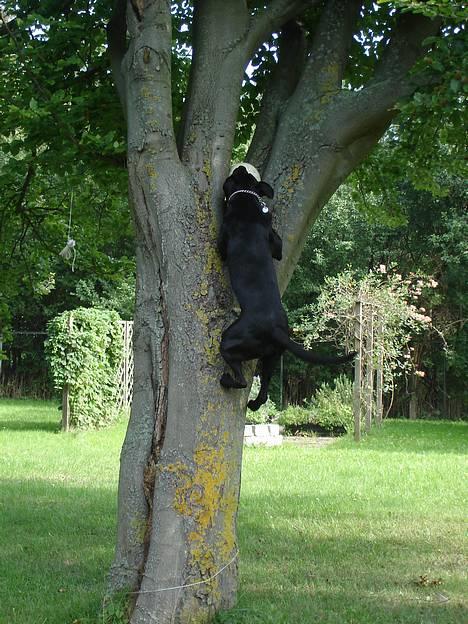 Blanding af racer Tjalfe billede 12