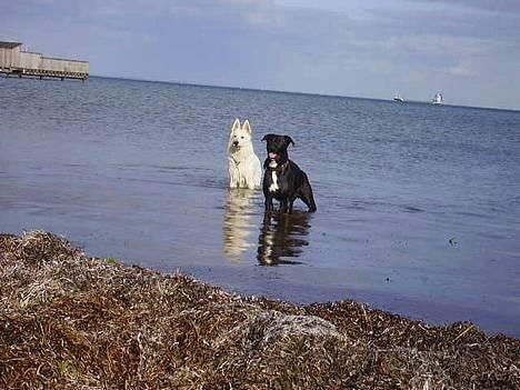 Blanding af racer Tjalfe - Vandhunde billede 10