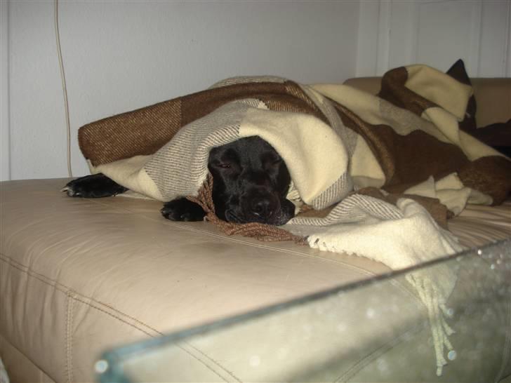 Blanding af racer Tjalfe - December 2007 billede 13