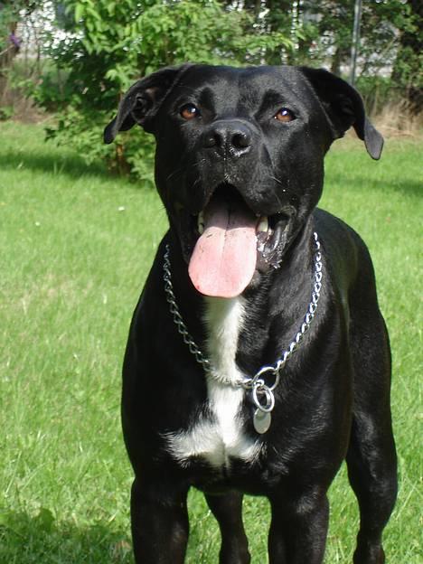 Blanding af racer Tjalfe billede 1