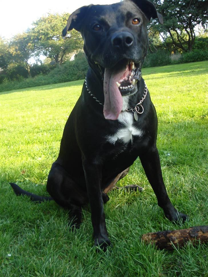 Blanding af racer Tjalfe - September 2008 billede 2