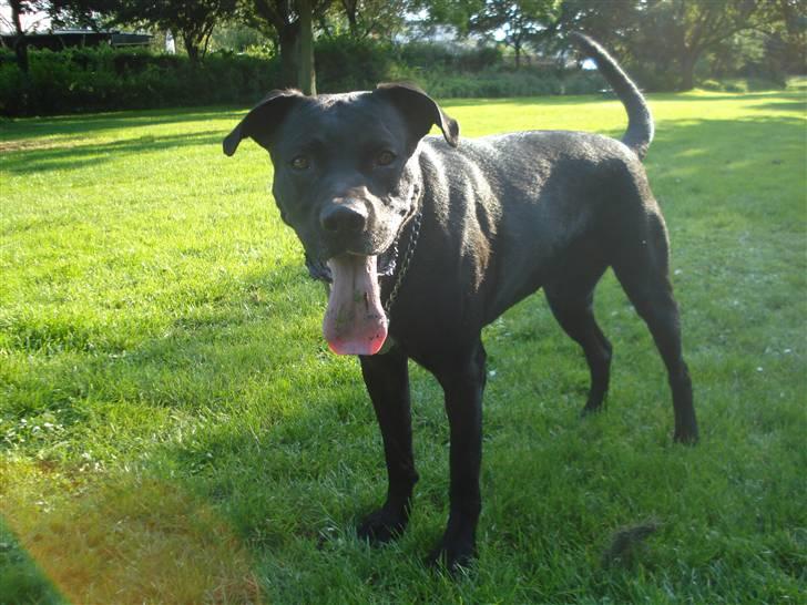 Blanding af racer Tjalfe - September 2008 billede 9