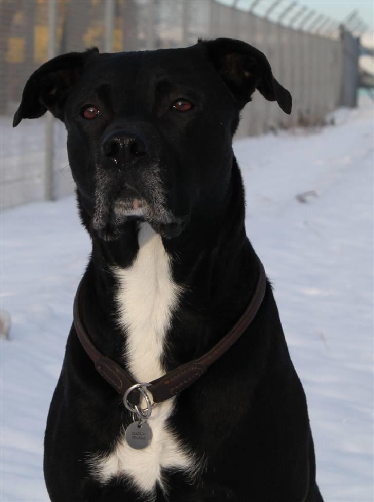 Blanding af racer Tjalfe - Januar 2011 billede 8