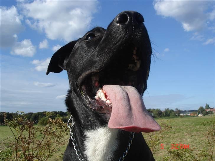 Blanding af racer Tjalfe - September 2007 billede 15