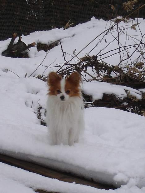 Papillon Blago - Se mig mor, er jeg ikke bare fin *ss* billede 17