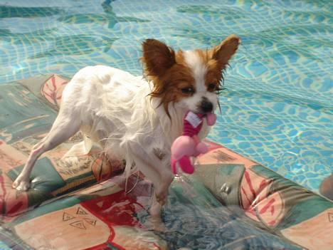 Papillon Blago - Dyrenes konge hi hi.... billede 18